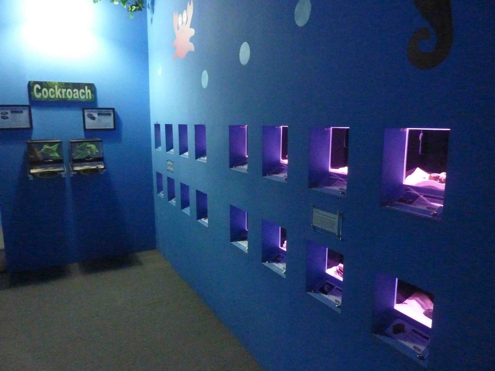 Starfish tanks, May 2013.