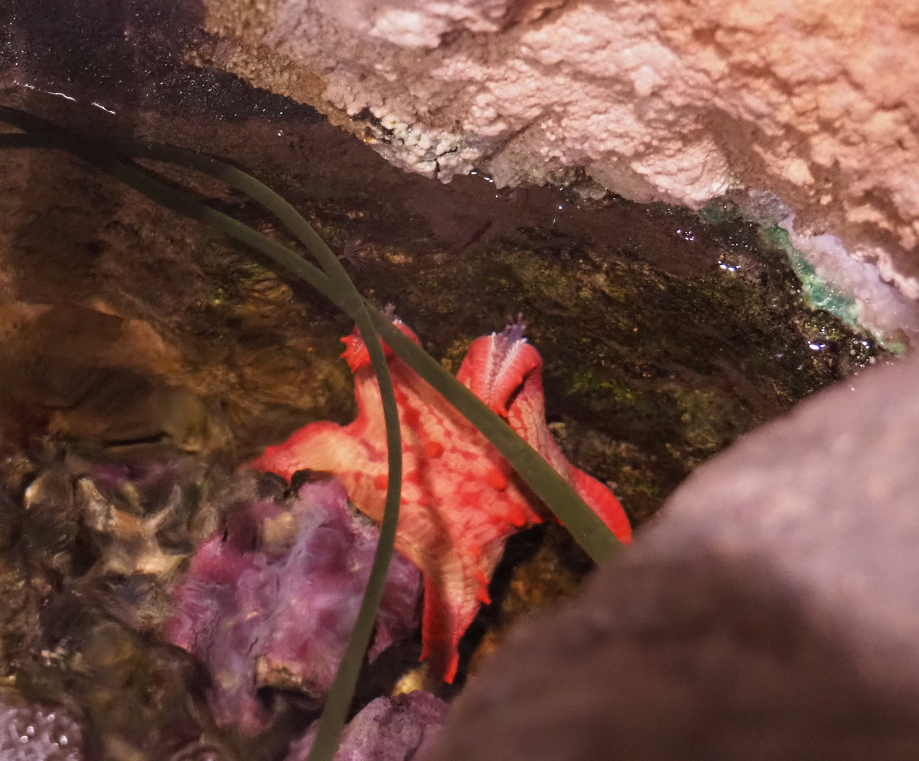 Starfish (Unidentified species), 2022-09-14