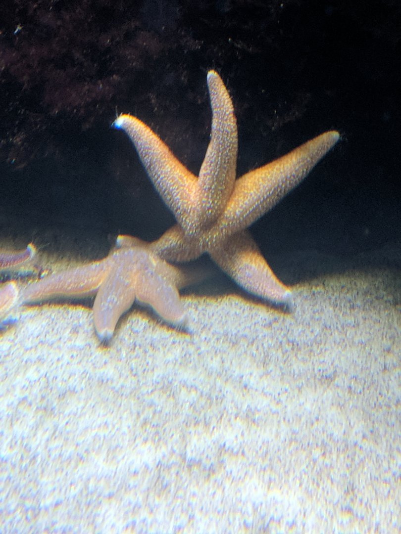 Starfish Wilhelma 2019
