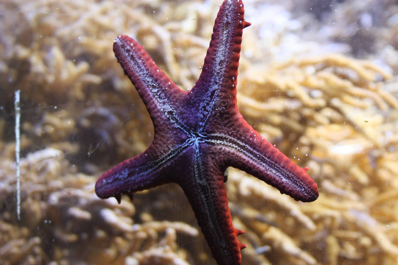 Starfish
