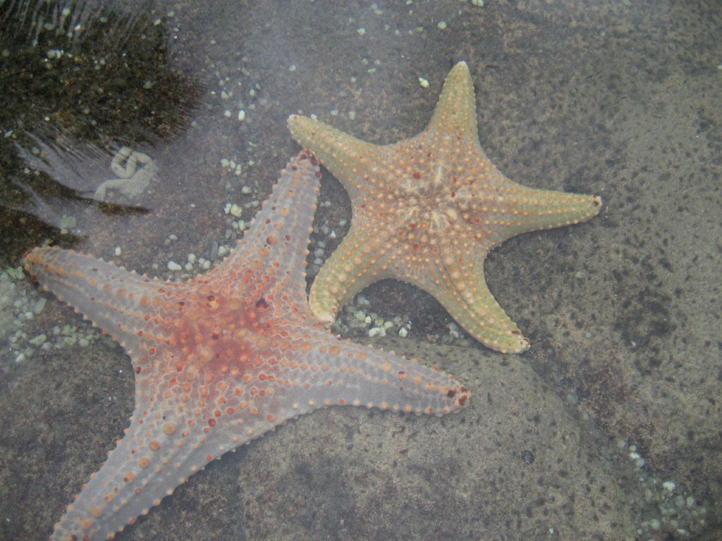 Starfish