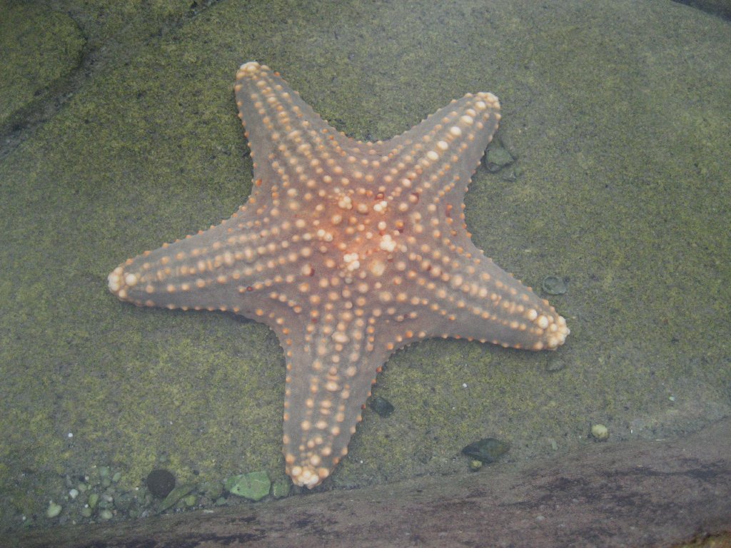 Starfish