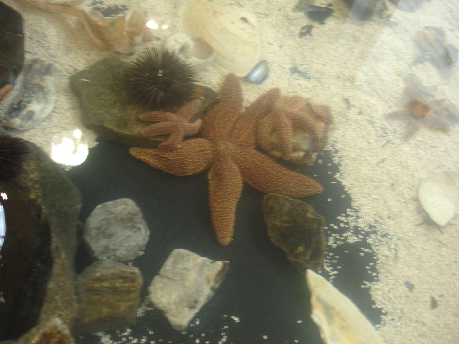 Starfish +