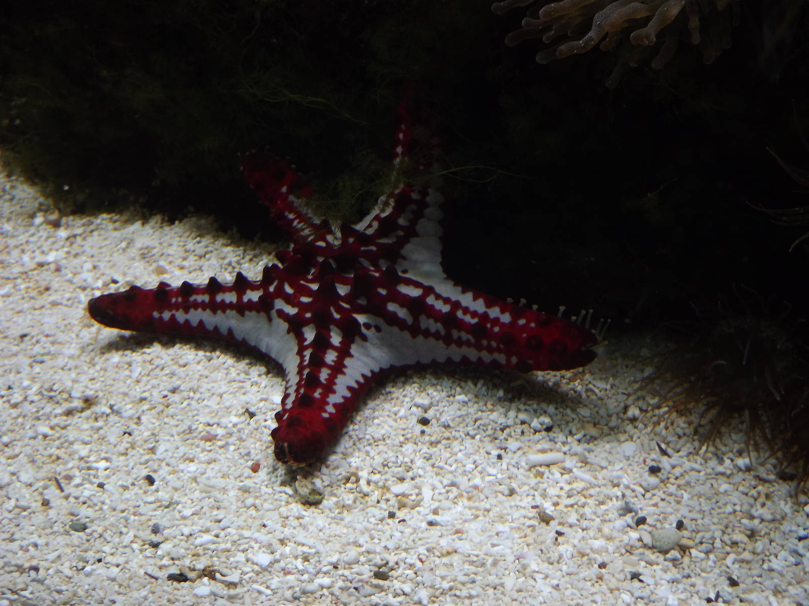 Starfish