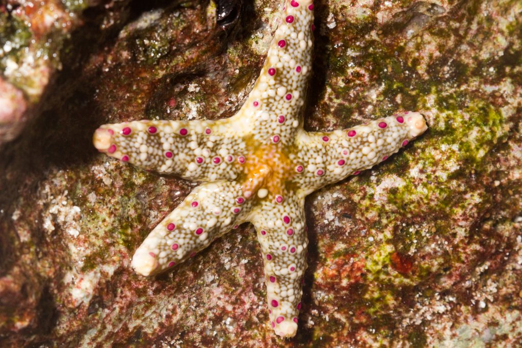 Starfish