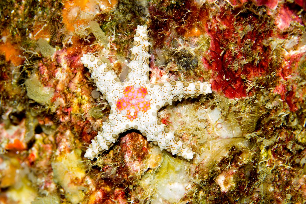 Starfish
