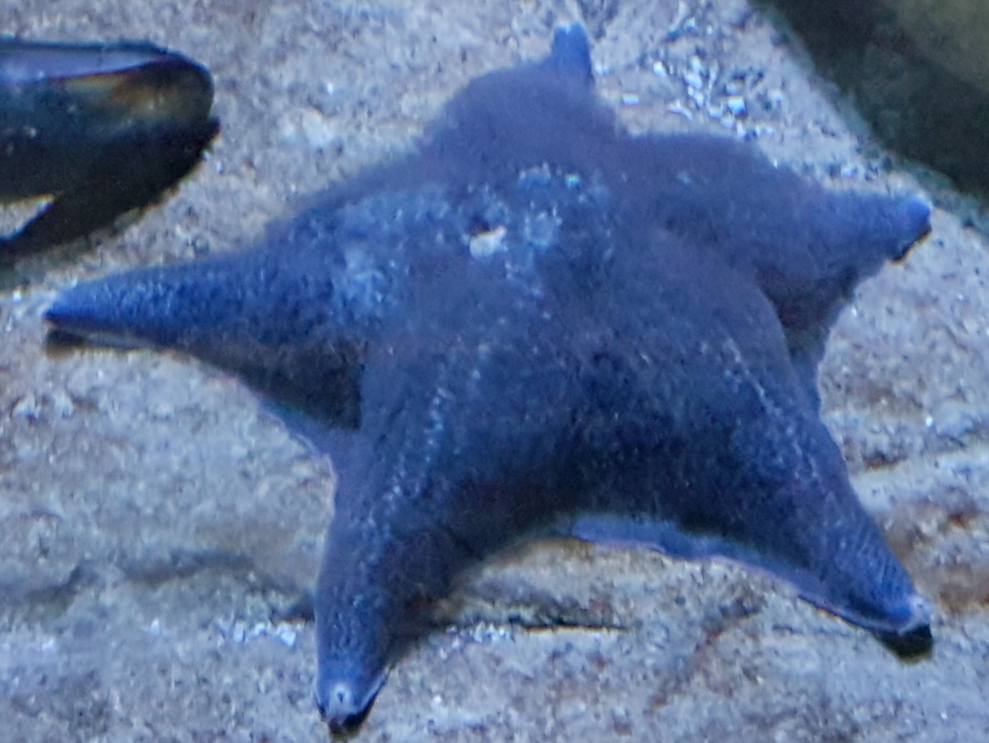 Starfish