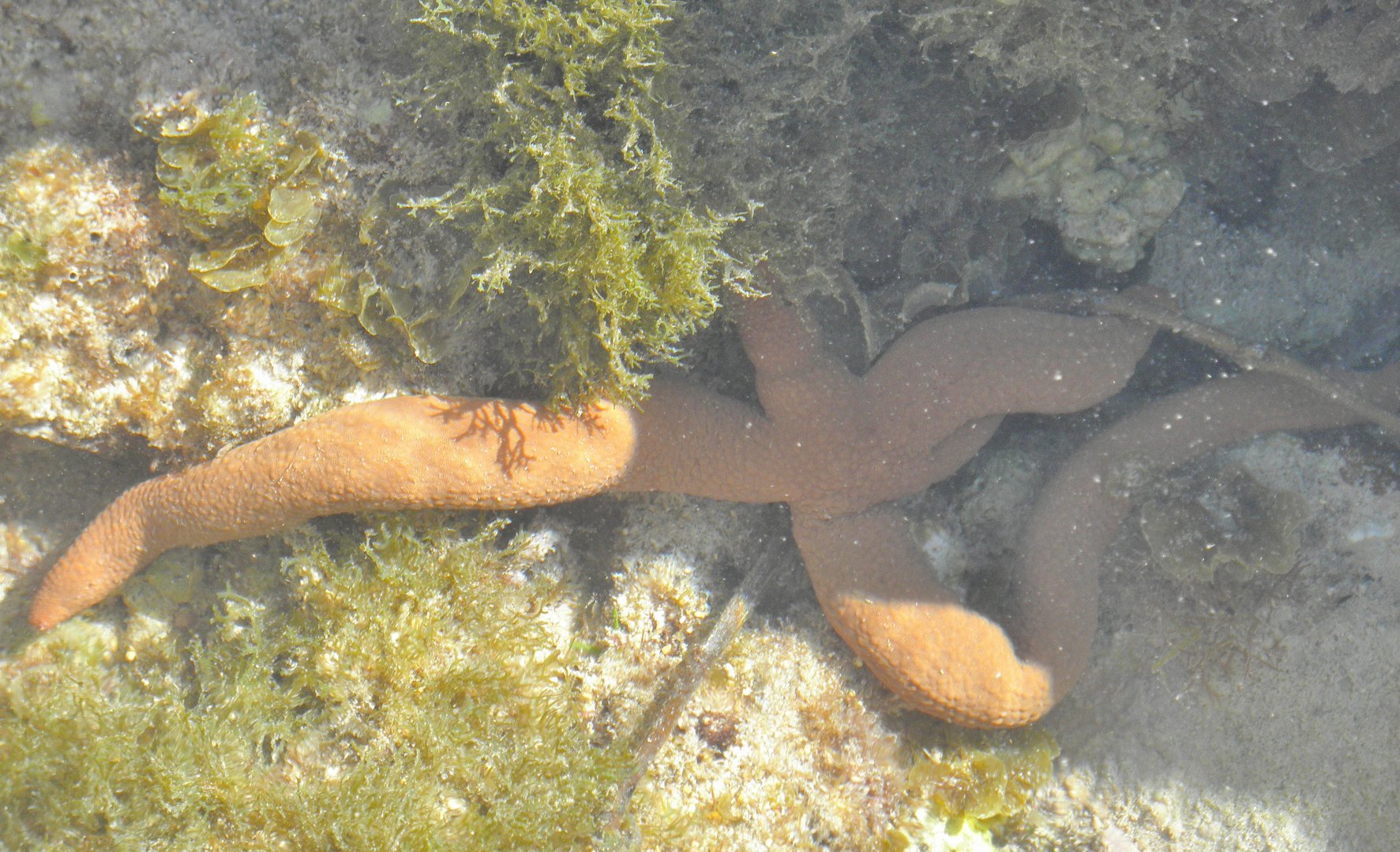 Starfish
