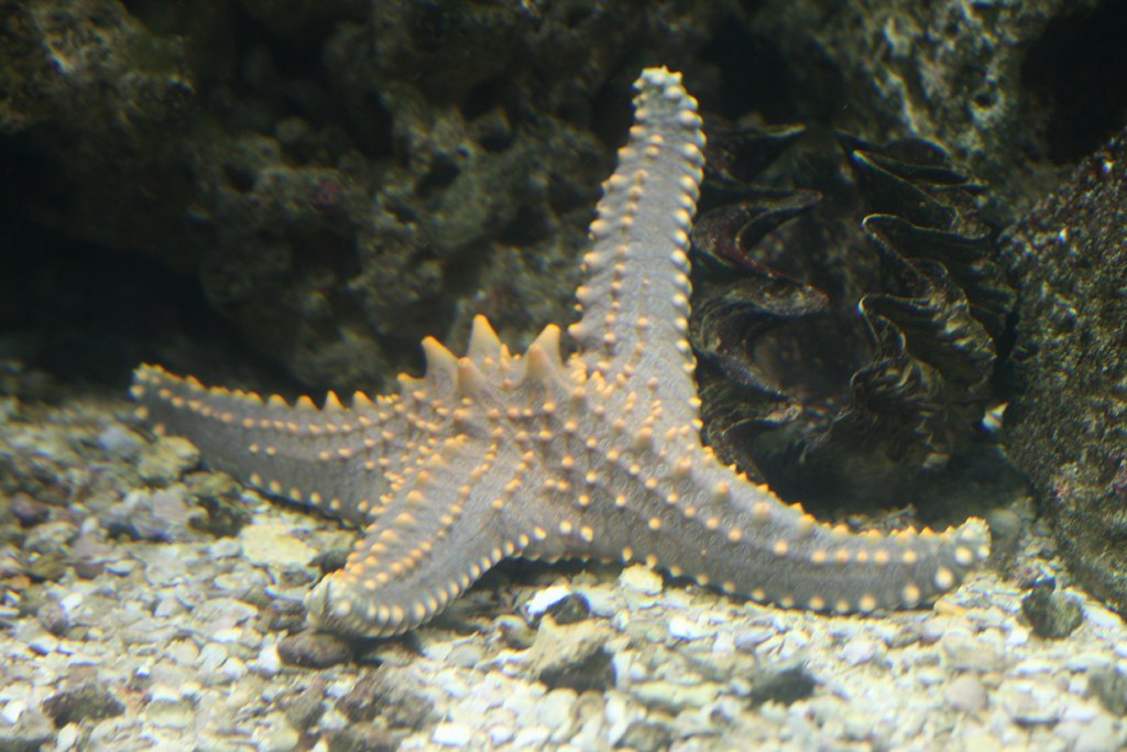 Starfish