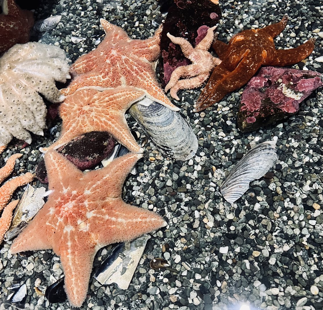 Starfish