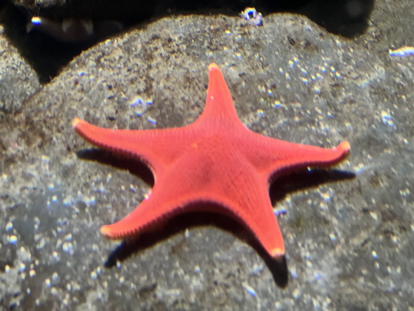 Starfish