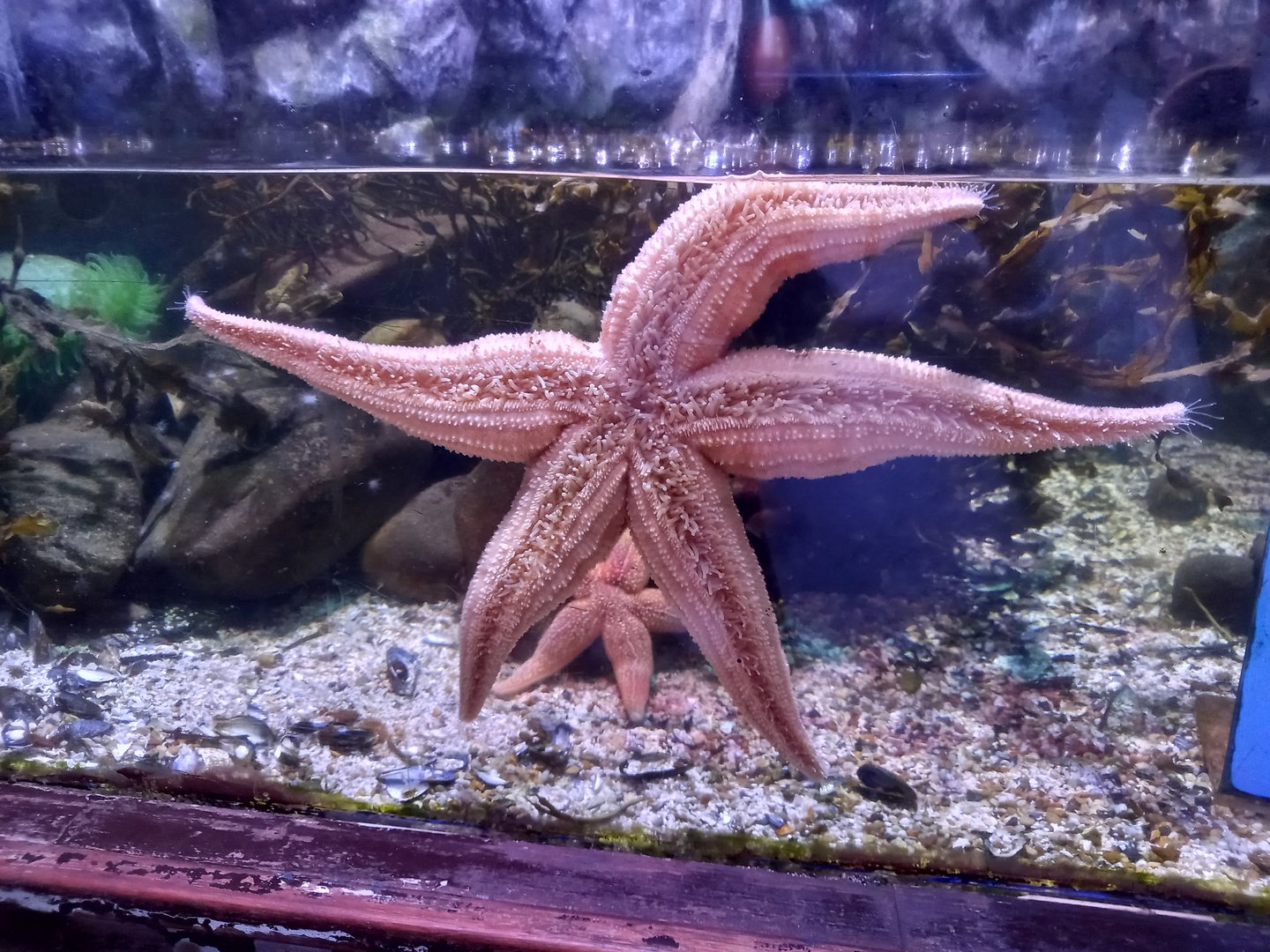Starfish