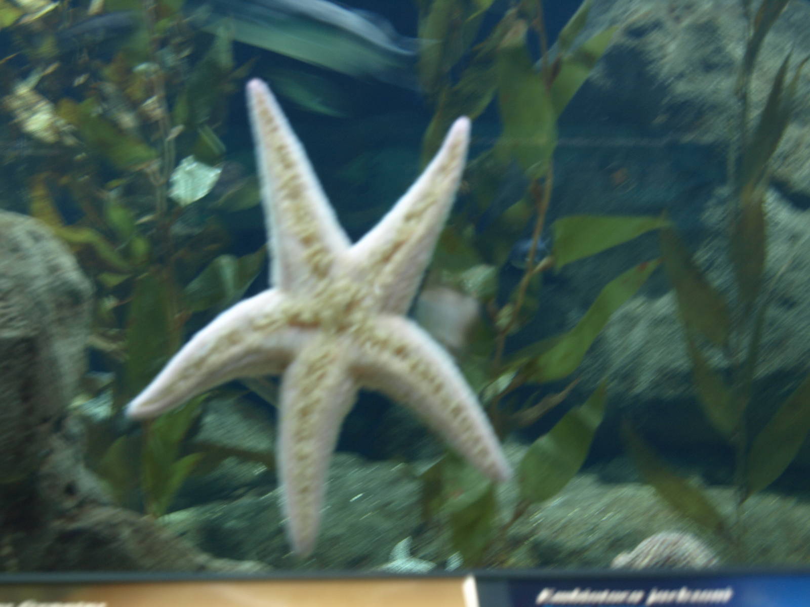 Starfish