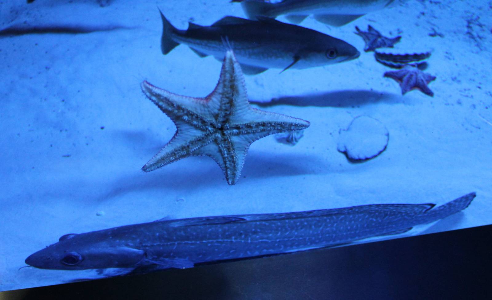 Starfishes and fishes ID