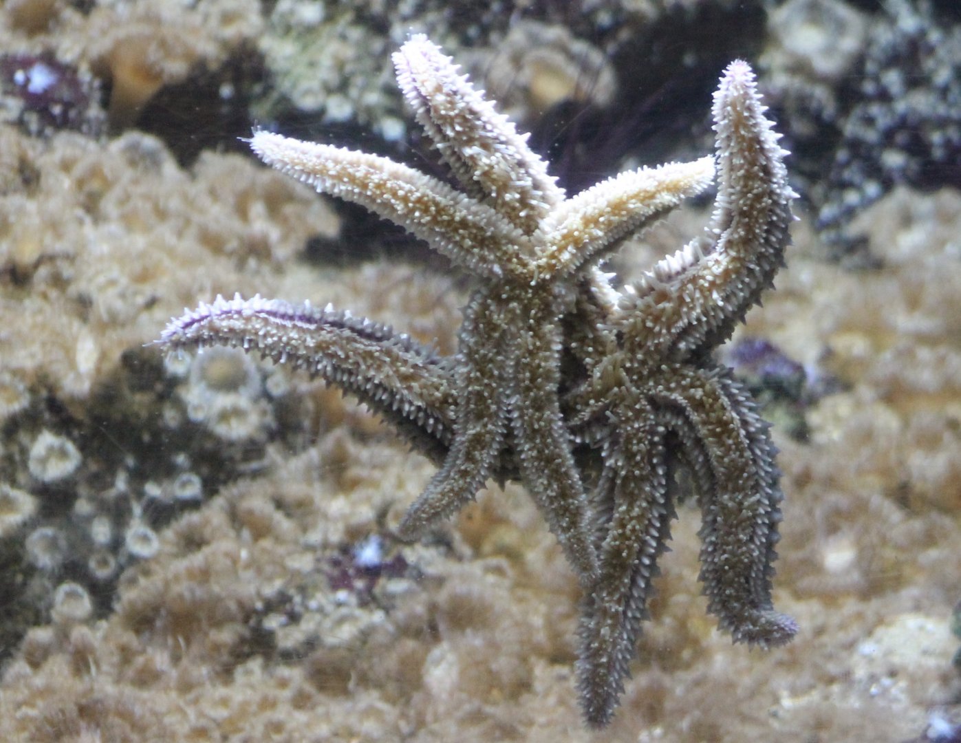 Starfishes