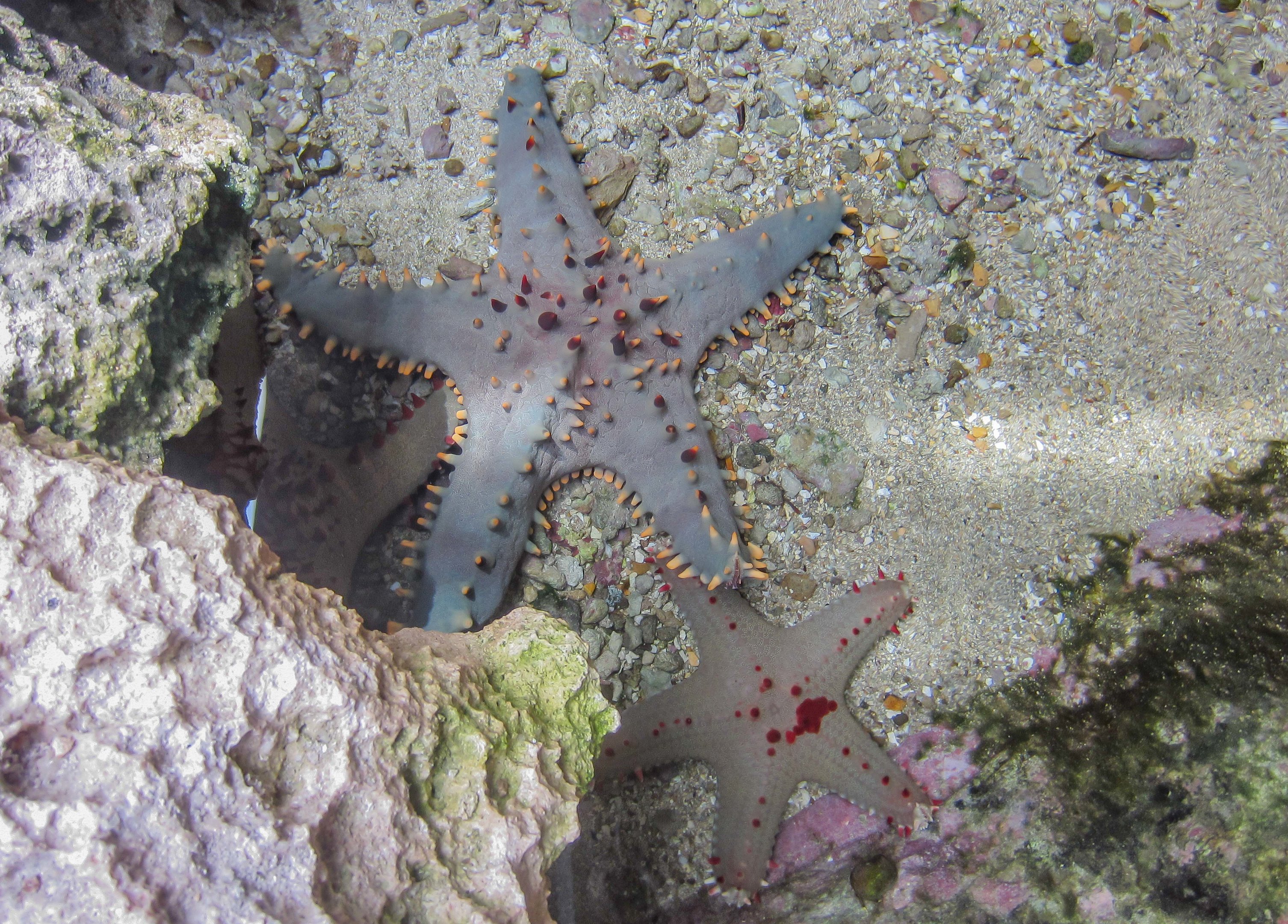 Starfishes
