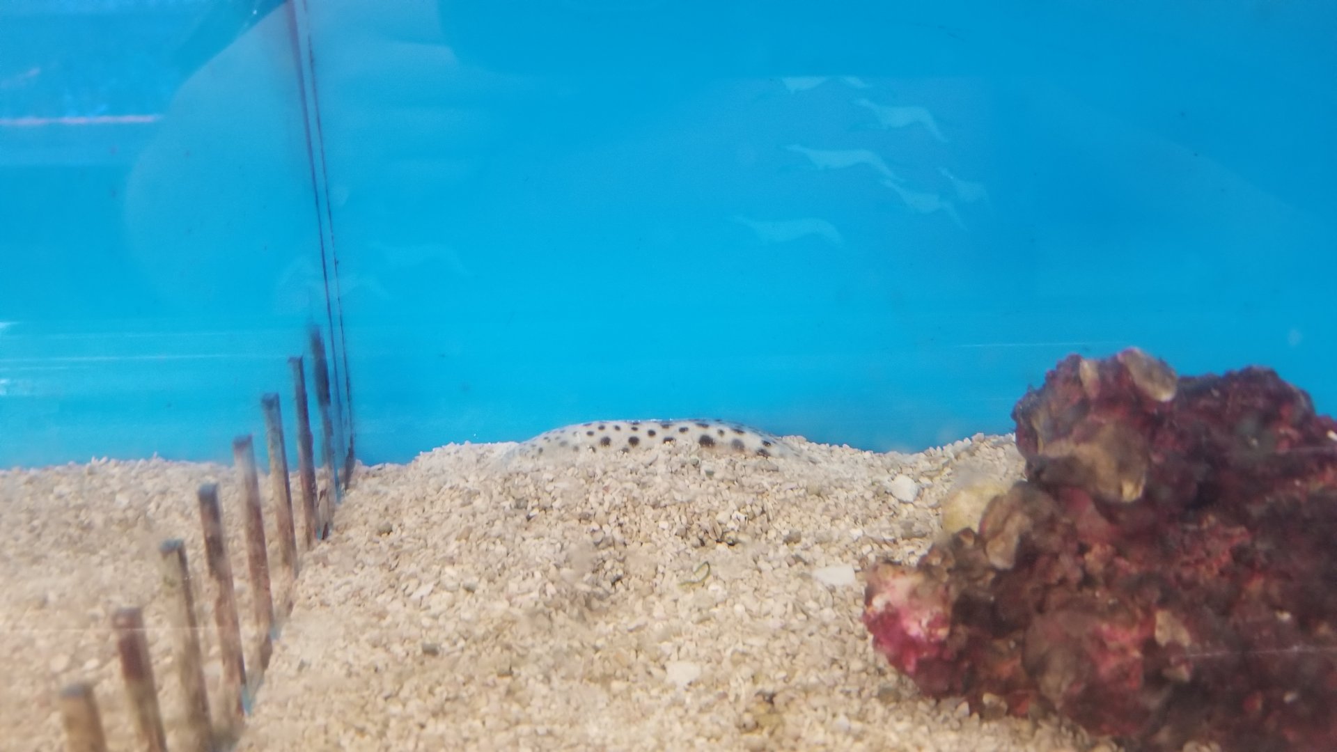 Stargazer, Astroscopus species