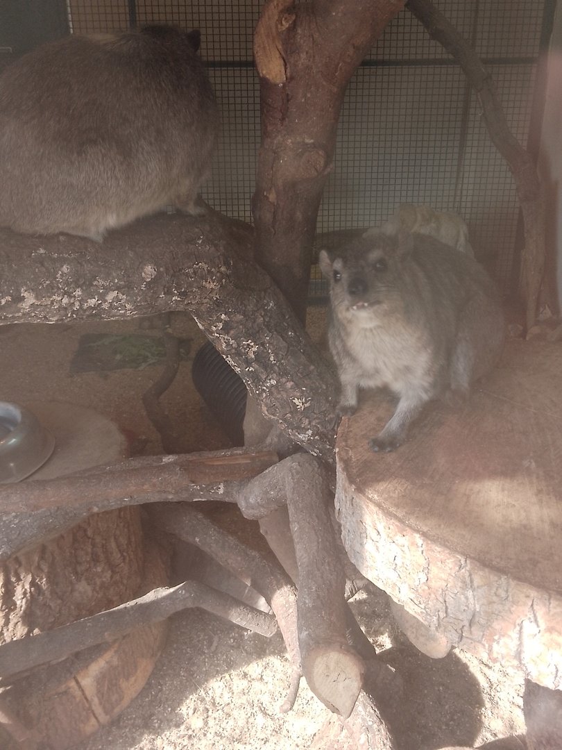 Staring hyrax