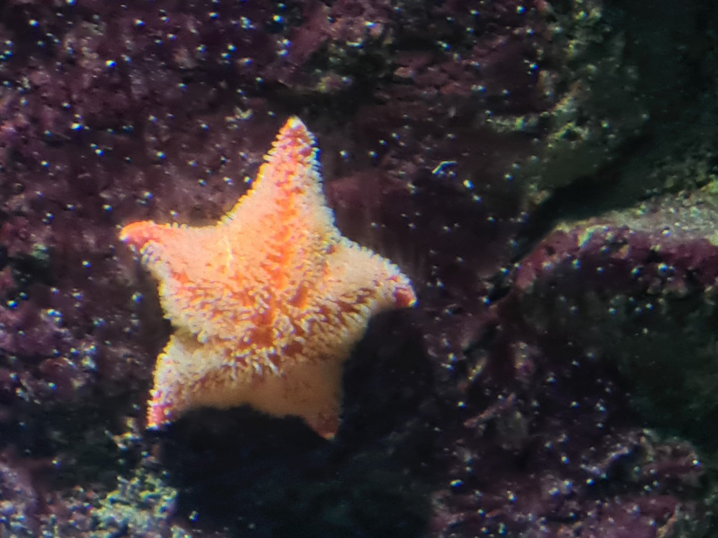 Starlet or Cushion star?