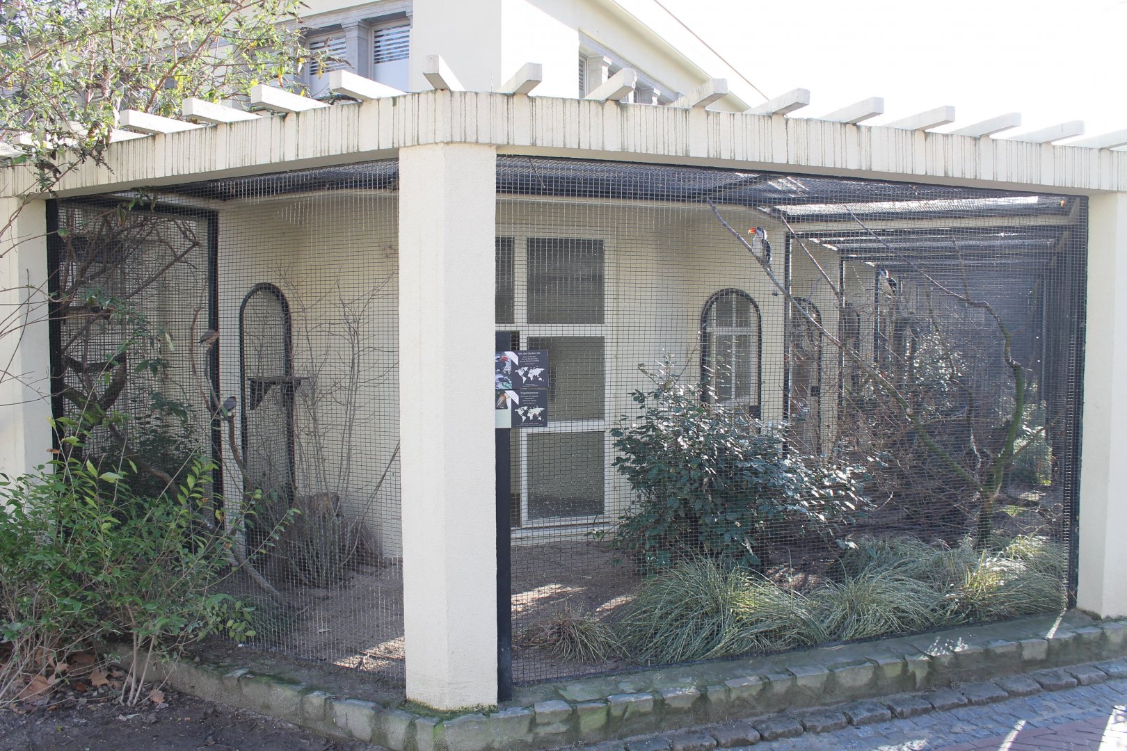 Starling - Hornbill aviary