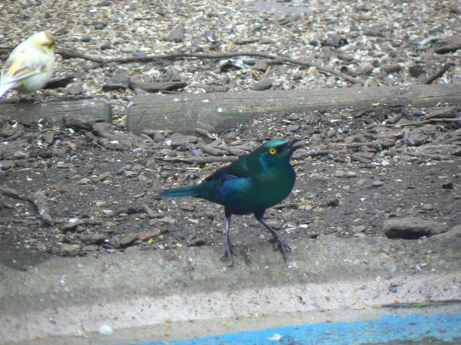 Starling ID - 26 March 2016, Pickering Park Aviaries