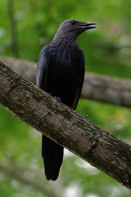 Starling ID - Bird Paradise (Singapore)