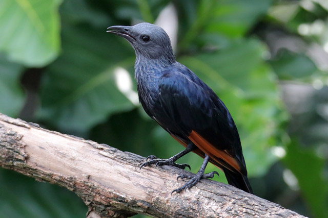 Starling ID - Bird Paradise (Singapore)