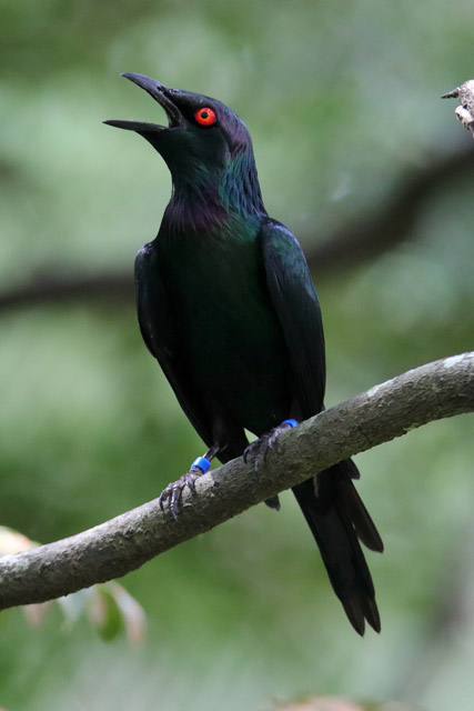 Starling ID - Bird Paradise (Singapore)