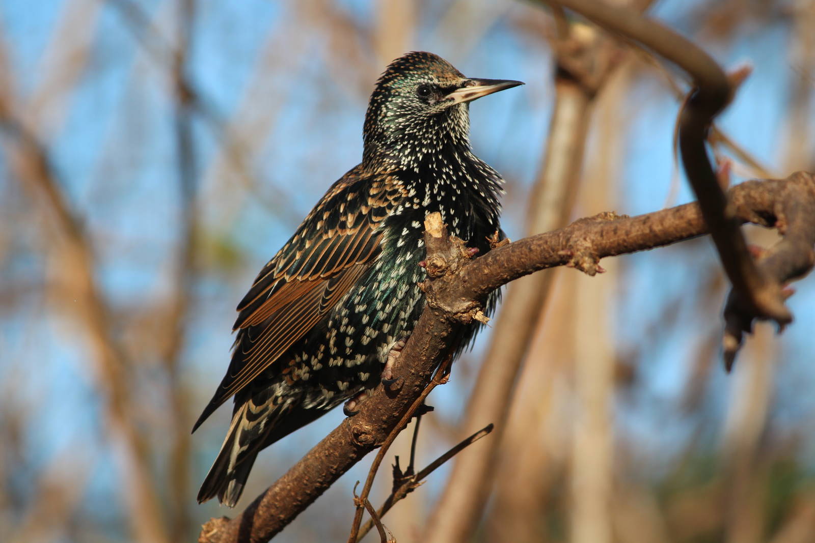 Starling, January 2014