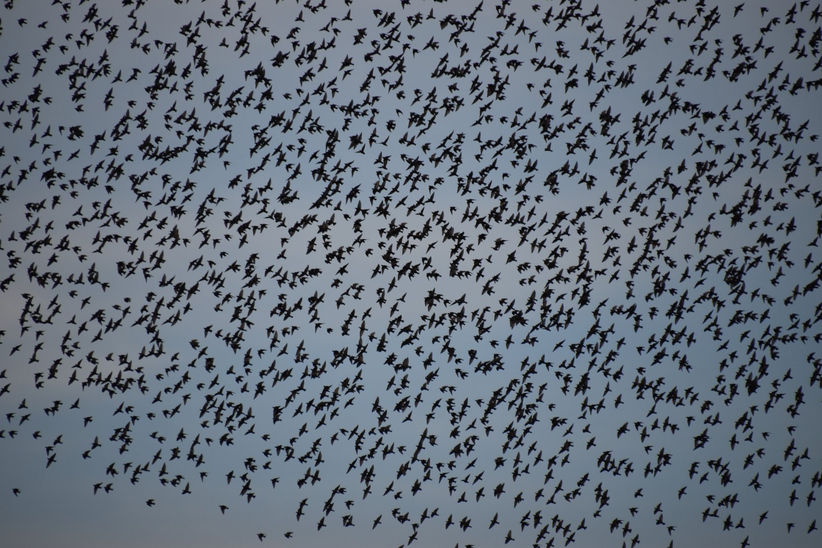 Starling murmuration over the Vatican and the Tiber