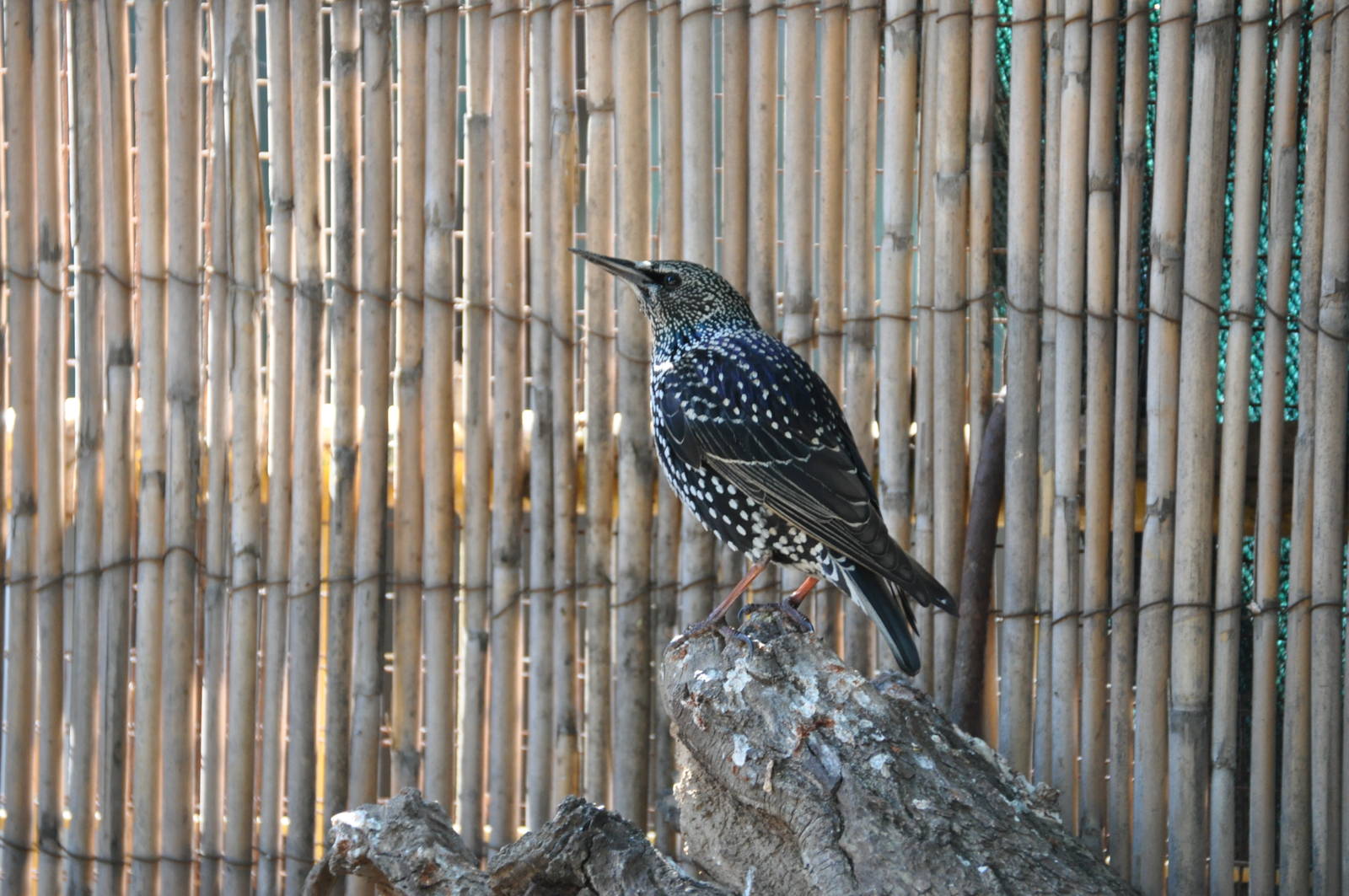 Starling/ Sturnus vulgaris