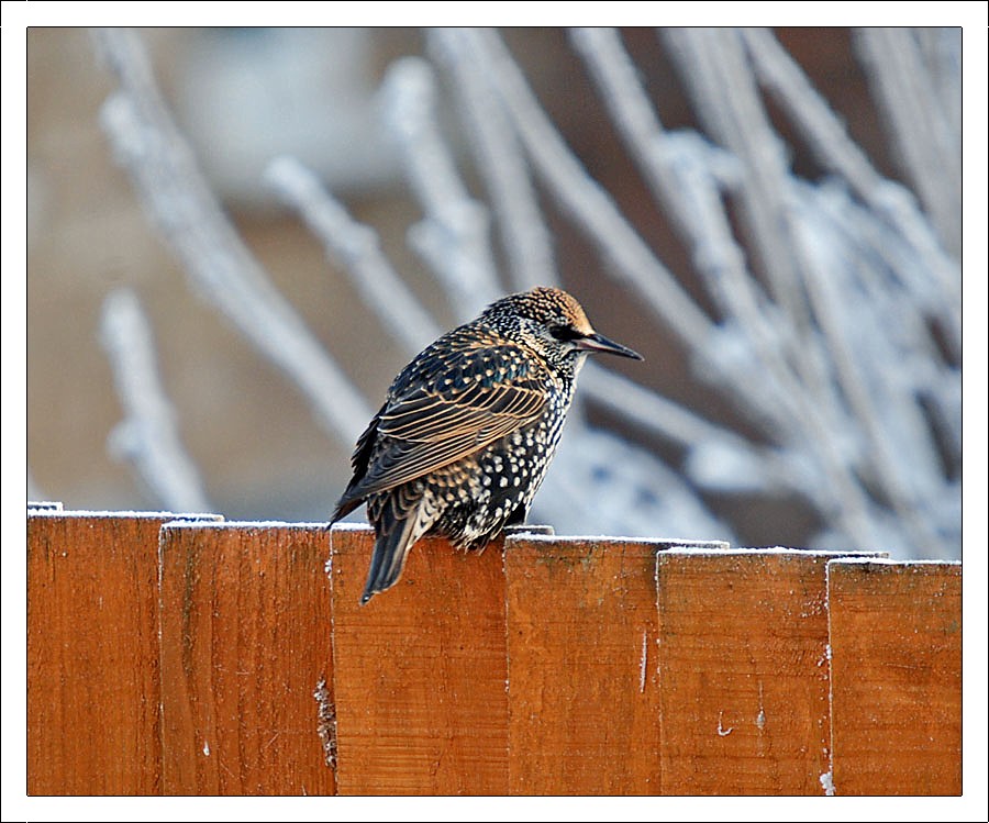 Starling Winter Phase