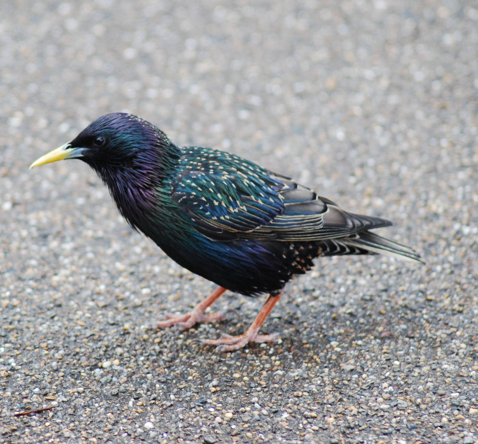 Starling