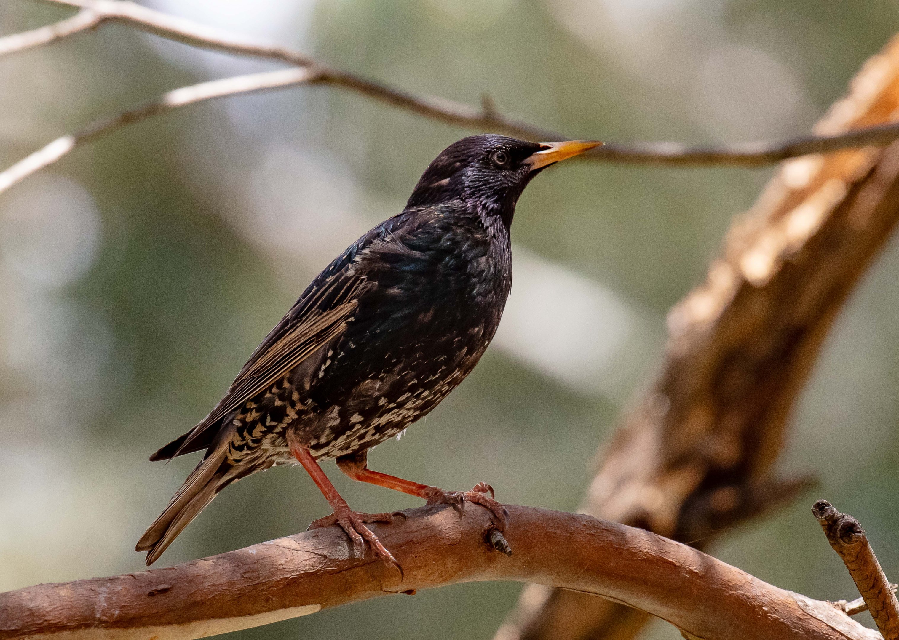 Starling