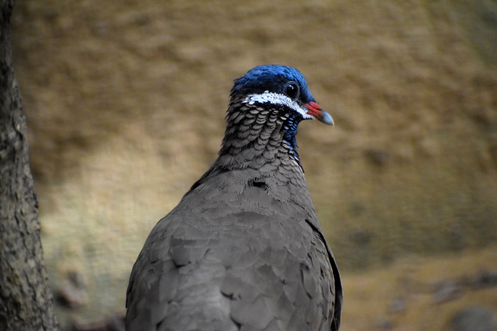 Starnoenas cyanocephala - Blue-headed Quail-Dove / Zoo d'Upie 2024