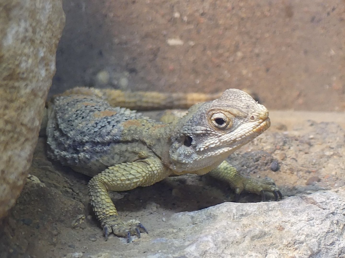 Starred Agama - 11.07.25