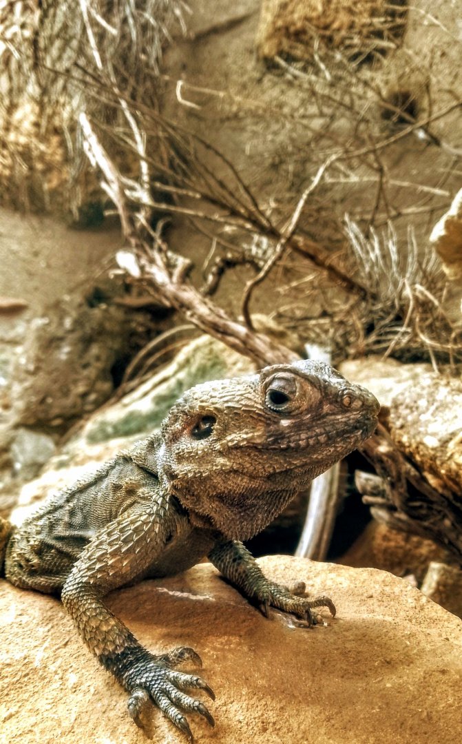 Starred agama 290725