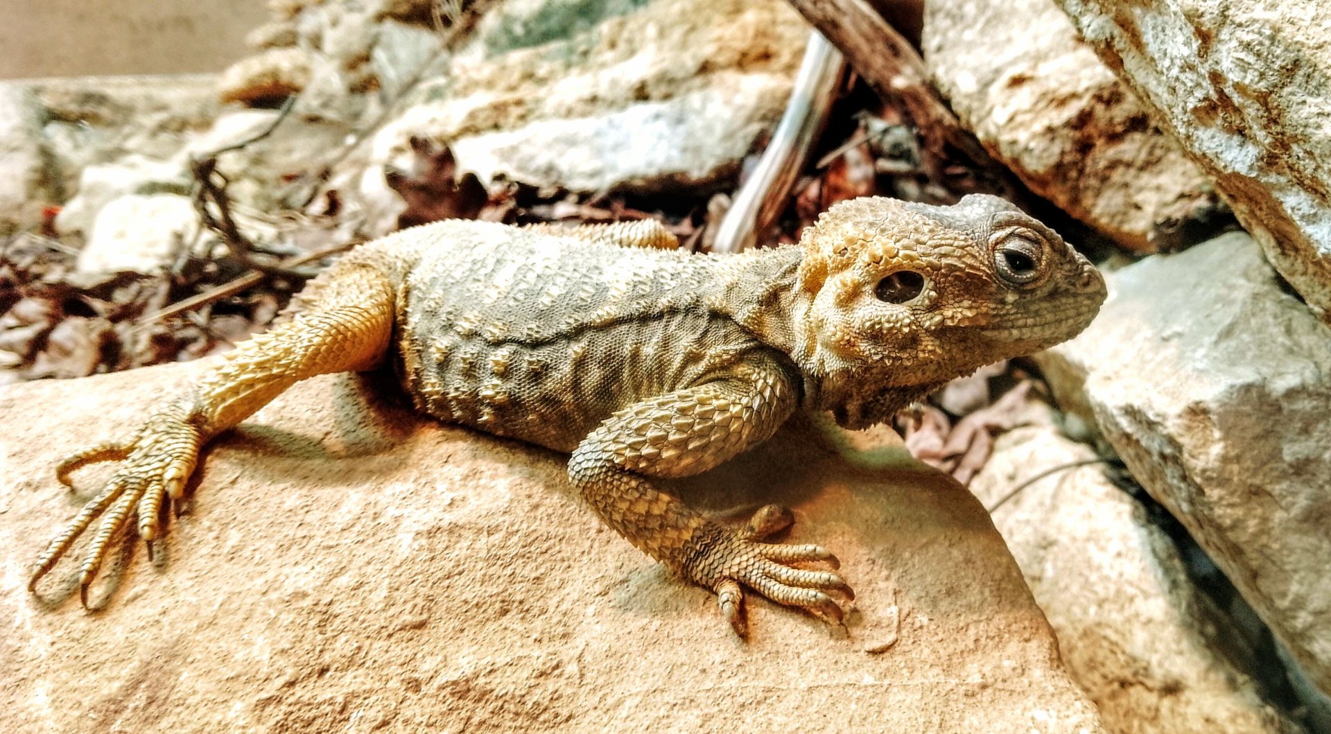 Starred Agama 310525