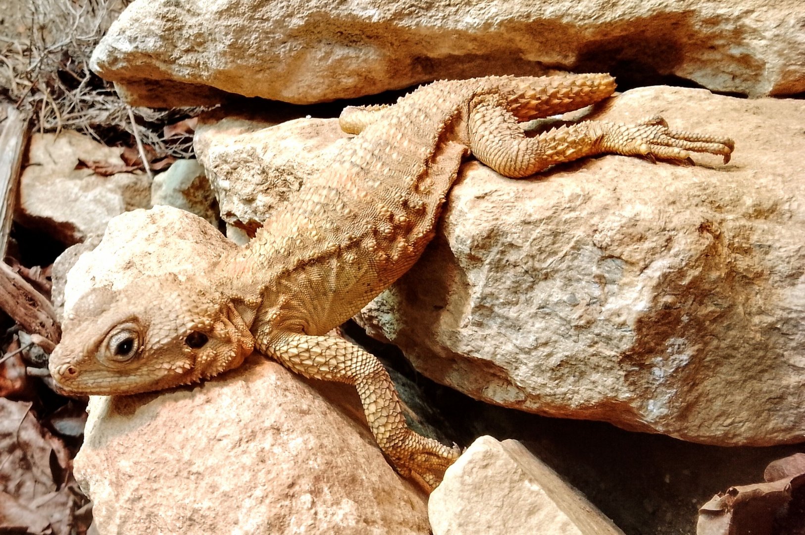 Starred Agama 310525