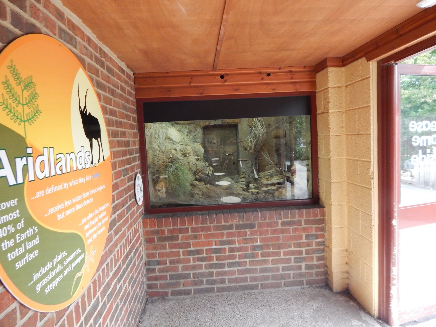 Starred agama exhibit 150725