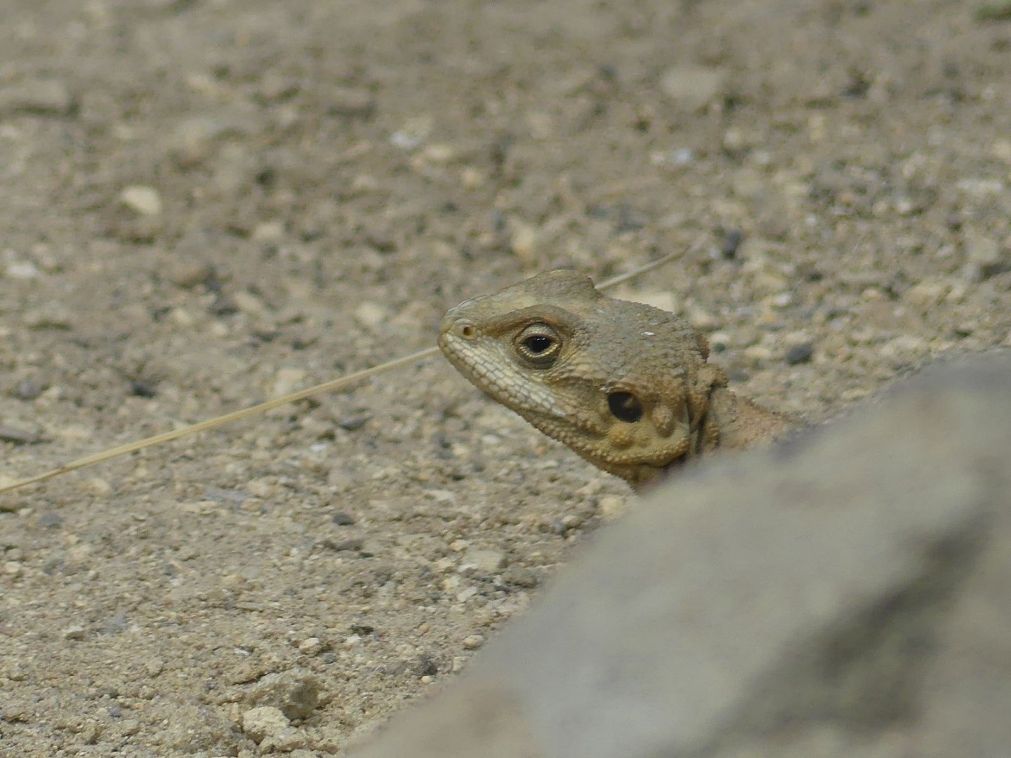 Starred Agama (female) - Heart of Africa - 02.04.25