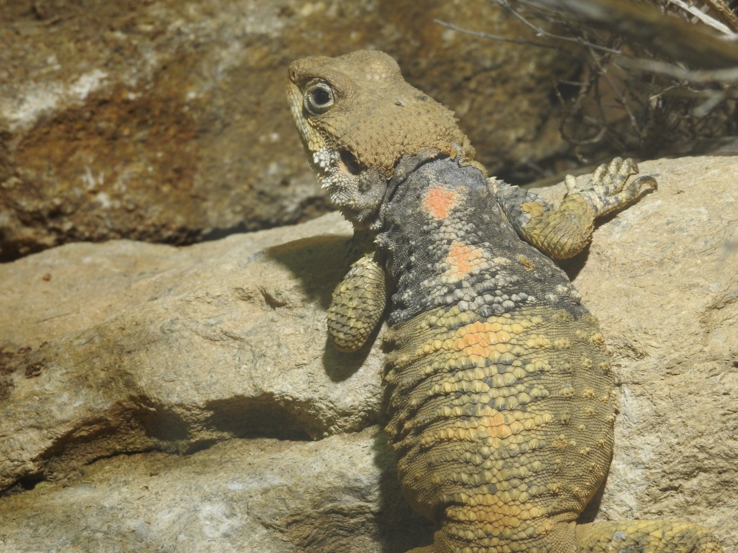 Starred Agama (Laudakia stellio)