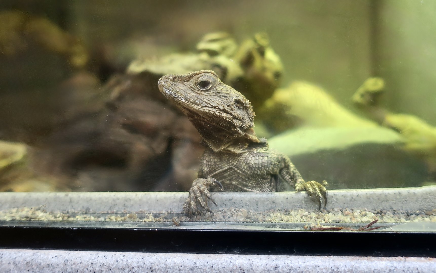 Starred Agama (Laudakia stellio)