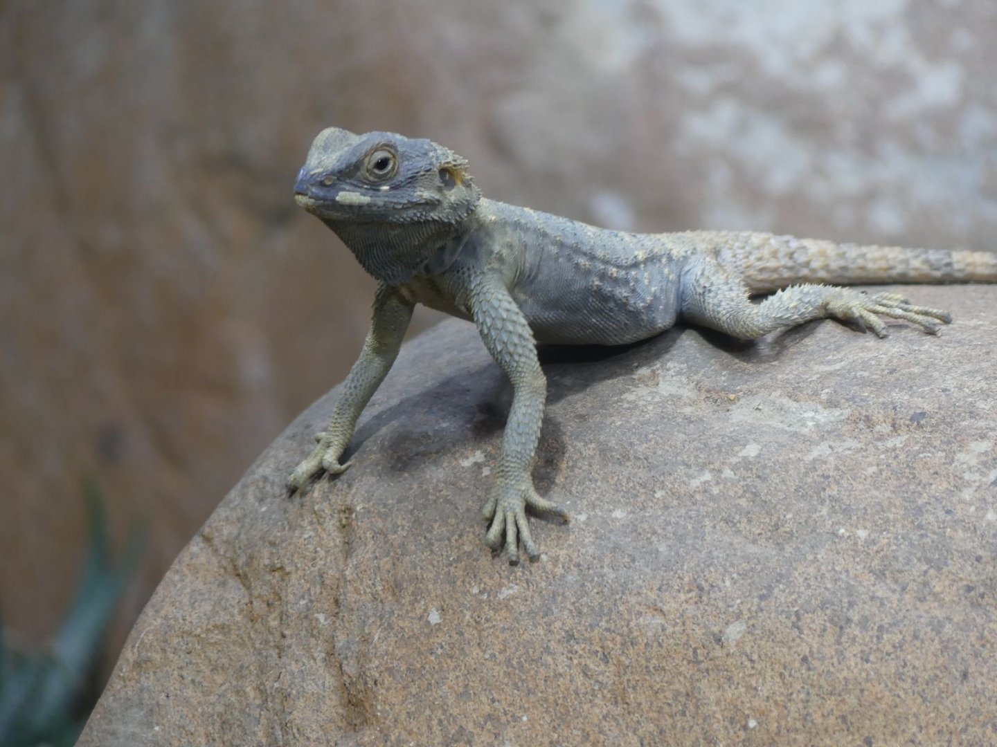Starred Agama (male) - Heart of Africa - 02.04.25