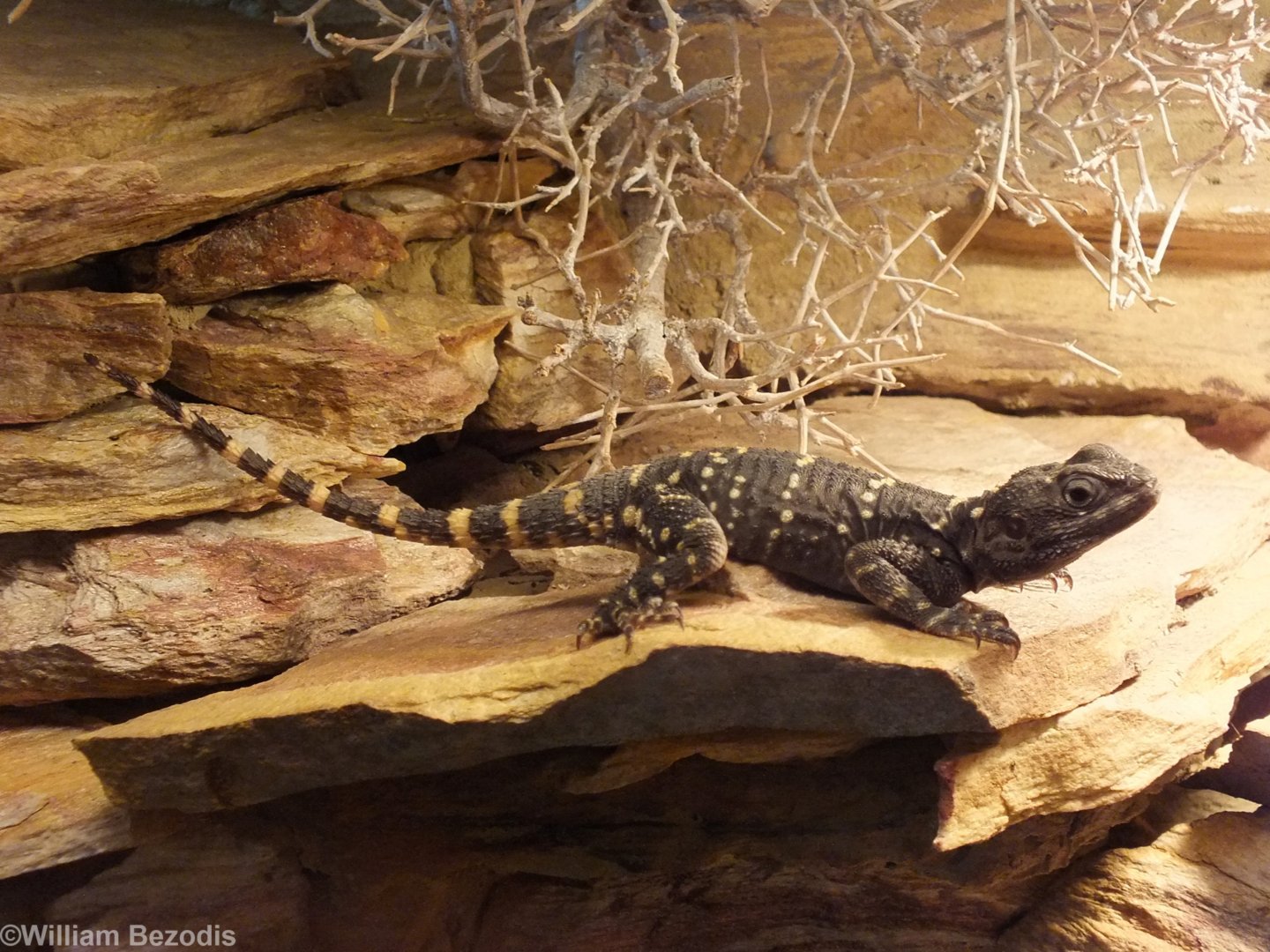 Starred Agama - Wroclaw Zoo Terrarium