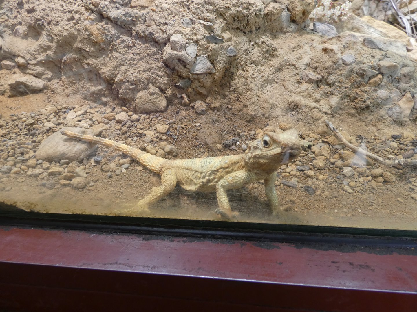 Starred agama