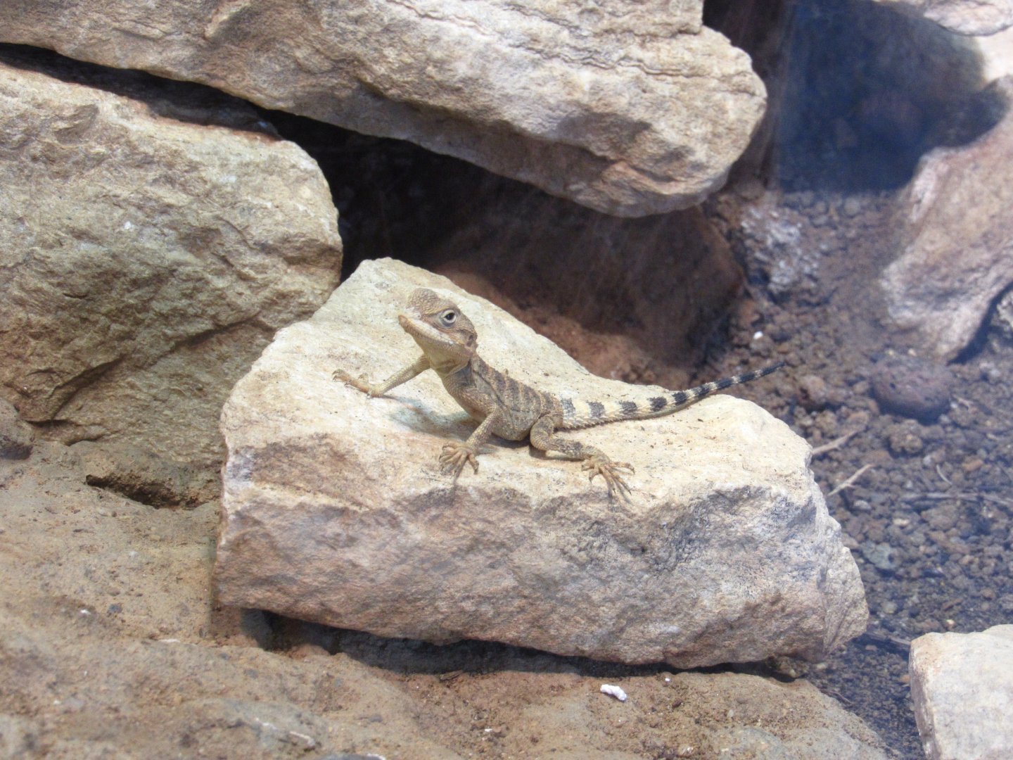 Starred Agama