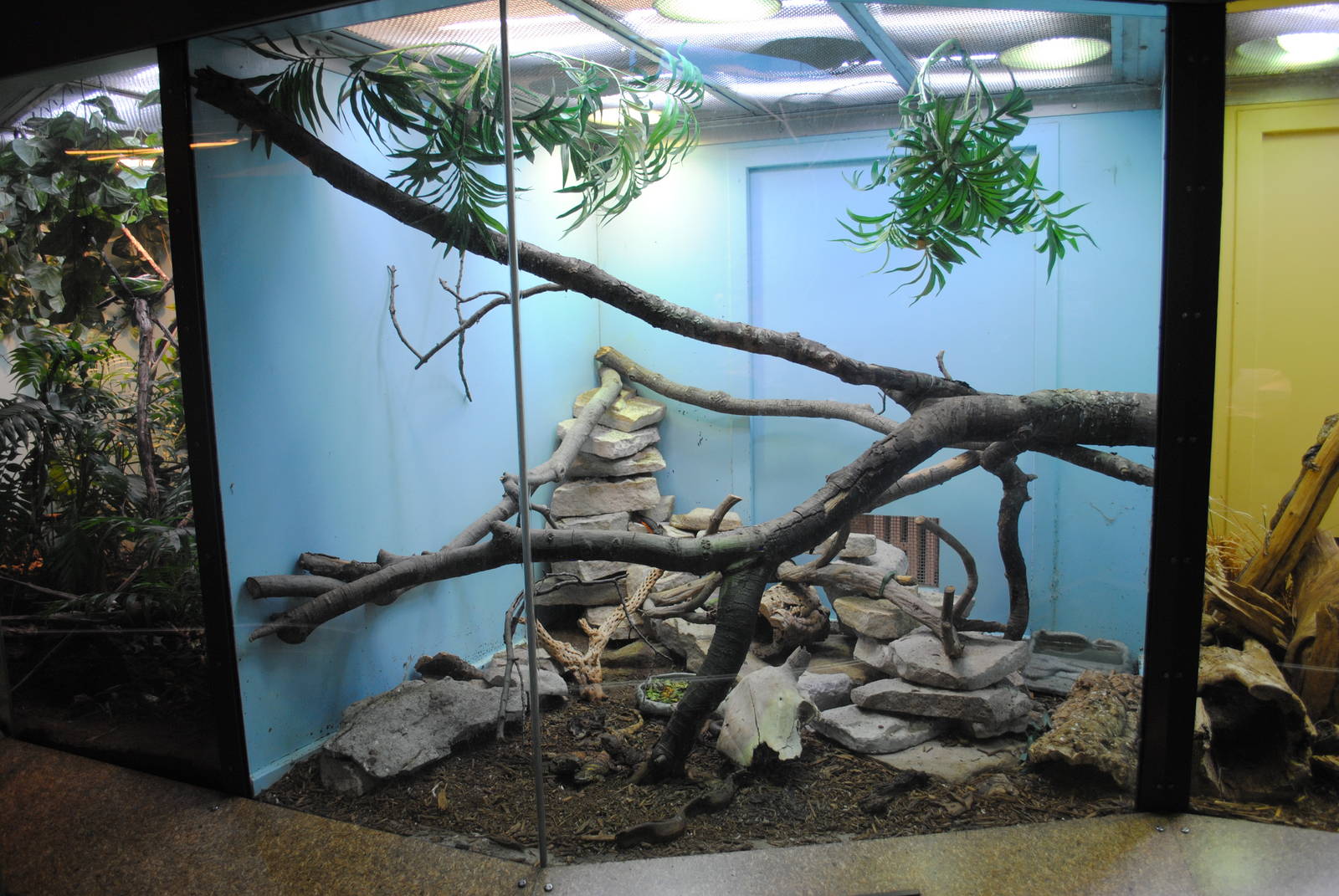 Starred Agamas exhibit (with unlabeled Mozambique Girdled Lizard)