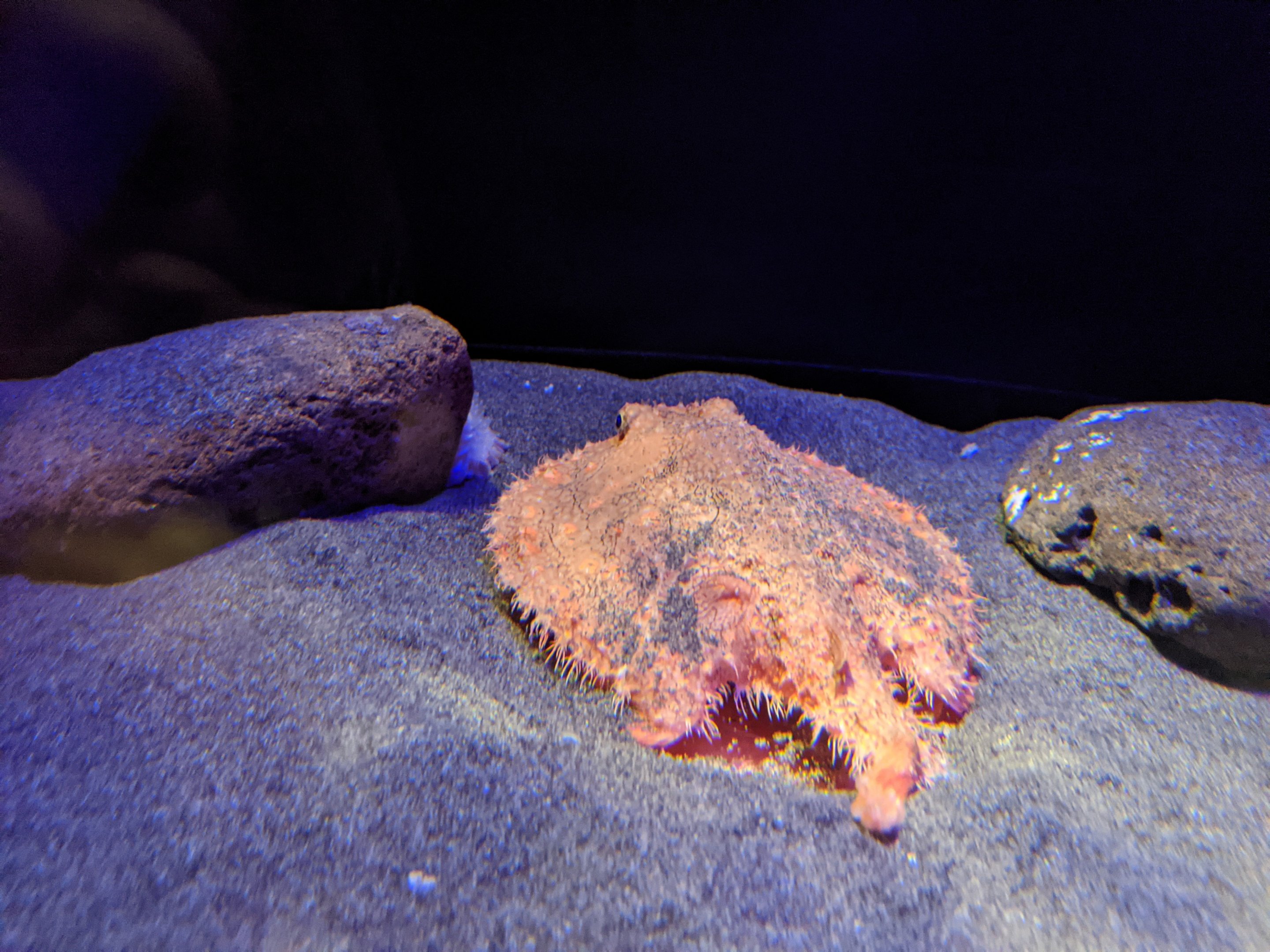 Starry Batfish (Halieutaea stellata)