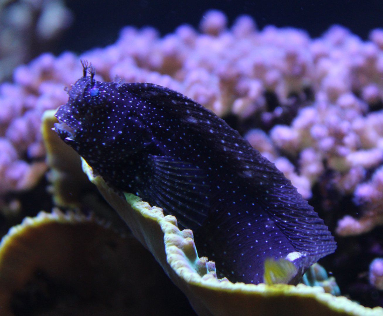 Starry blennie - Salarias ramosus